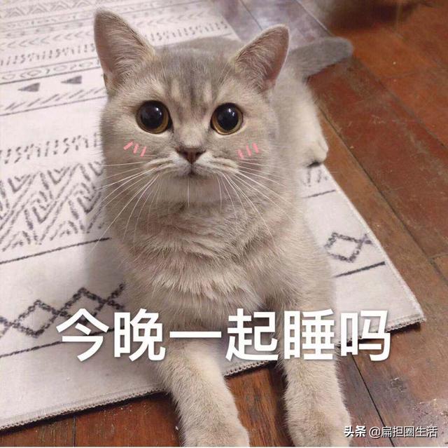 养猫的猫对人有什么好处，养猫的10个好处