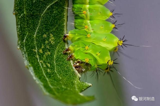 有哪些常见的飞蛾，自然记录蛾生一瞬
