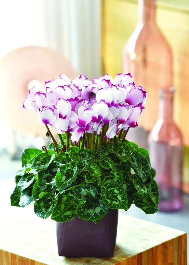 准备好迎接兔精灵，仙客来什么时候开花花期多长时间