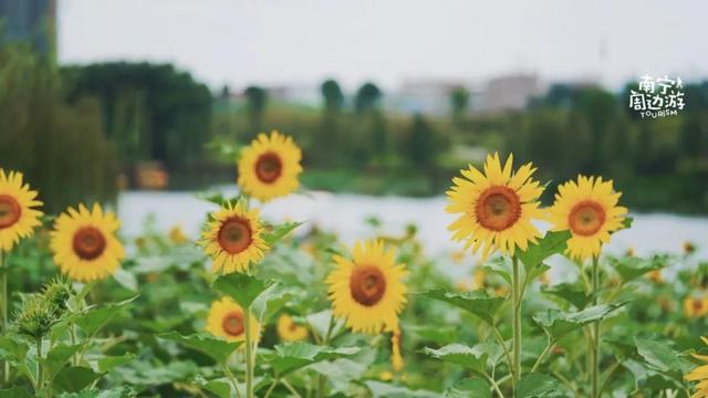 南宁附近花海景点推荐，南宁这几处花海，美了