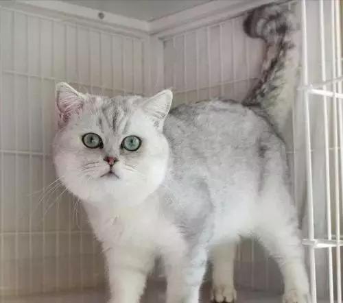 缅因猫价格，英短银渐层