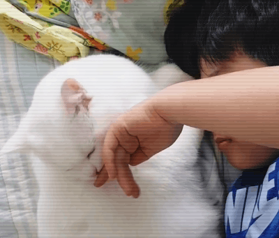 吸猫最正确的方法，现在吸猫一族越来越多