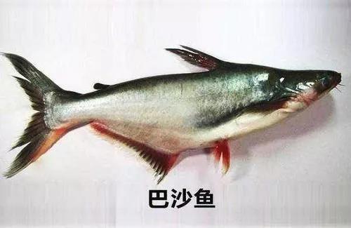 无骨烤鱼是鲶鱼吗，惊艳的无骨烤鱼