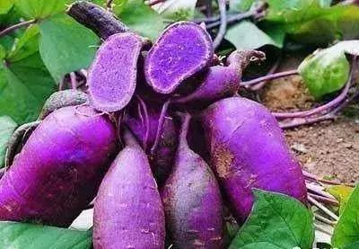 镇巴赤南有名小吃，镇巴九大地方特色小吃