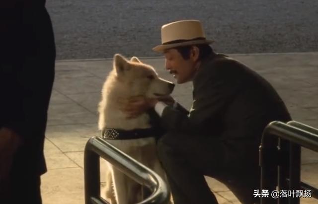 感动全球的几大狗狗电影，感动全球的九大狗狗电影