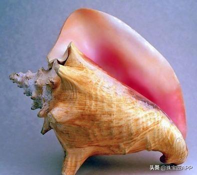 女王贝是什么宝石，贝壳首饰的颜色（珠宝首饰、钟表类目管理规则丨鸿石）