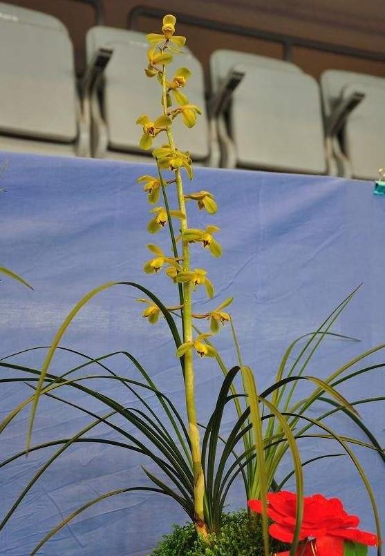 蕙兰老八种哪个是清香型，蕙兰的新八种赏析