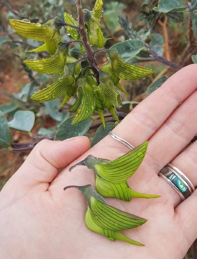 奇花异草种类图解，18种奇花异草开花太有趣了