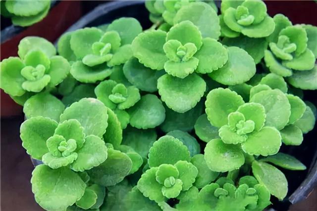 最适合家庭净化空气的花，17种公认的养人花