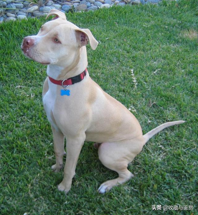 世界上最凶猛的犬，世界最凶猛十大犬种