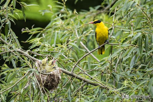 各种黄鹂鸟的各种叫声，大自然的小小精灵——黄鹂鸟