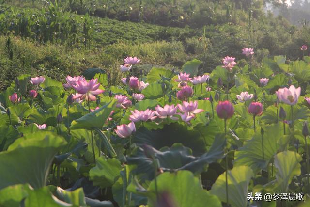野鸭有飞翔能力吗，天上飞水中潜地面走