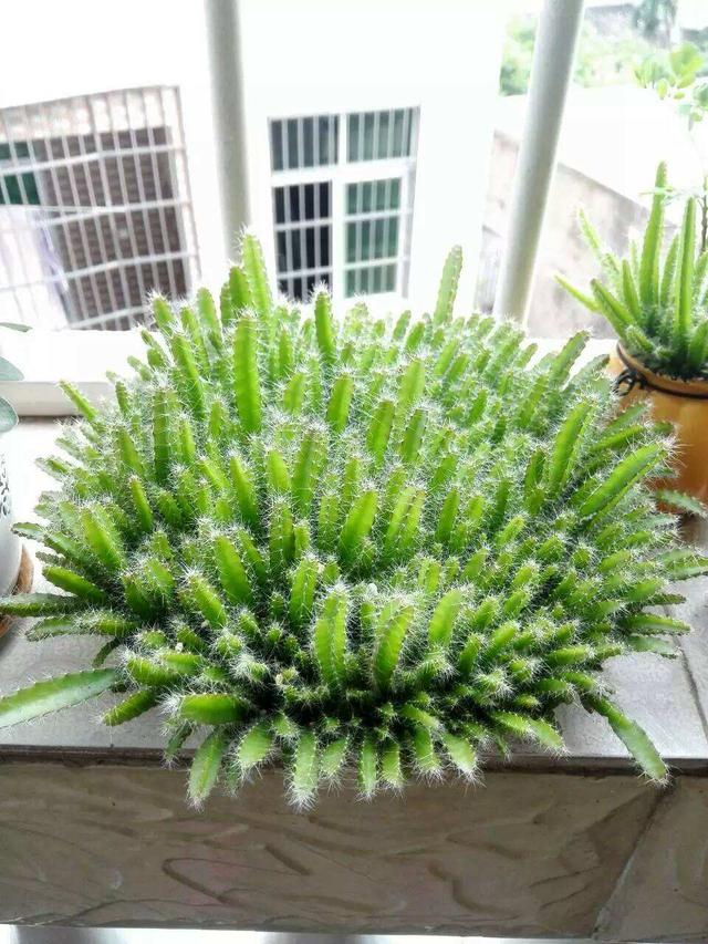 火龙果种植方法图解，火龙果挖一勺埋土里