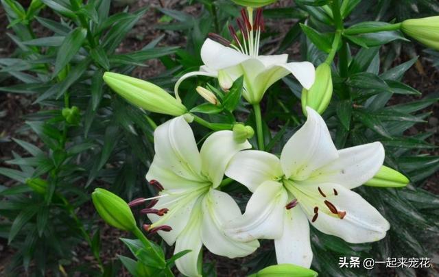 十种室内适合养的花，再喜欢也别养在卧室