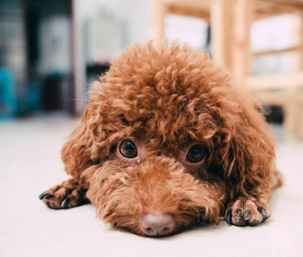 泰迪犬的8大特征，泰迪狗狗的8个特性