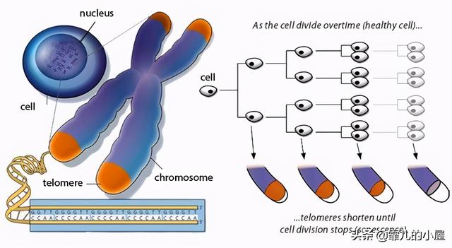 远古时代巨型龙虾，永葆青春真的不再是神话