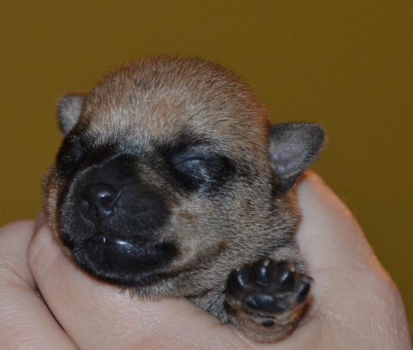 犬结膜炎的症状表现有哪些，什么是初生犬结膜炎