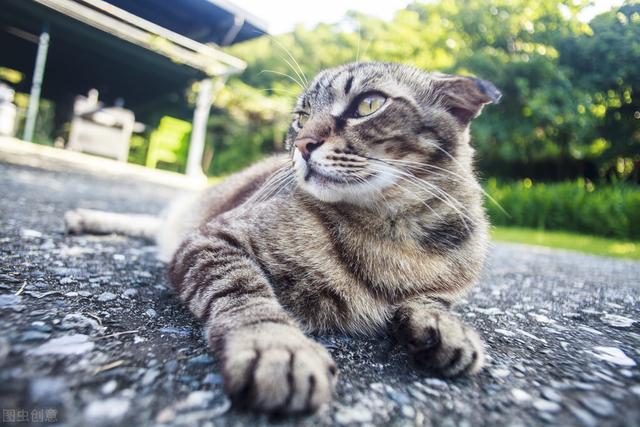 猫的特性及生活习性，喵星人的8个生活习性与行为特征