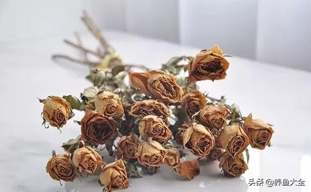 别人送的玫瑰花怎么做干花，情人节收到的玫瑰花制成干花