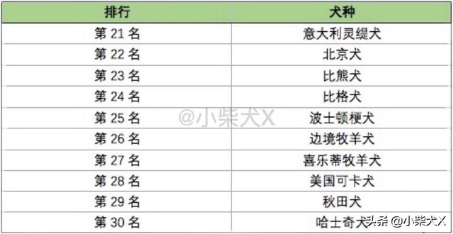 日本柴犬的特点，日本柴犬品种推荐（独立干净爱掉毛）