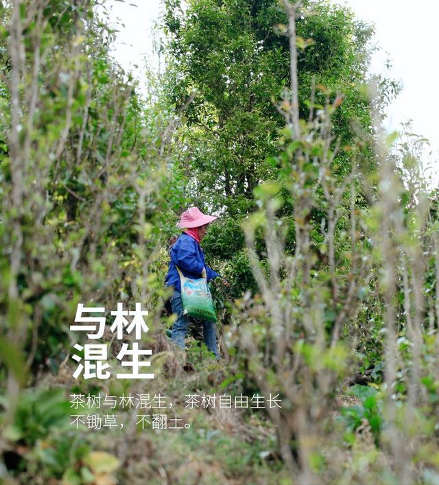 临沧最好的四大茶山，临沧四座大雪山
