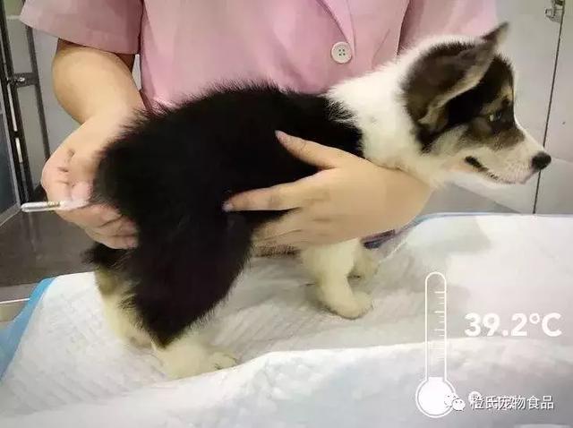 狗狗怎么量体温，怎么给宠物狗测体温（怎么给狗狗量体温）