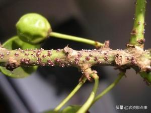 防治蚧壳虫最有效的办法，常见的蚧壳虫种类及防治方法