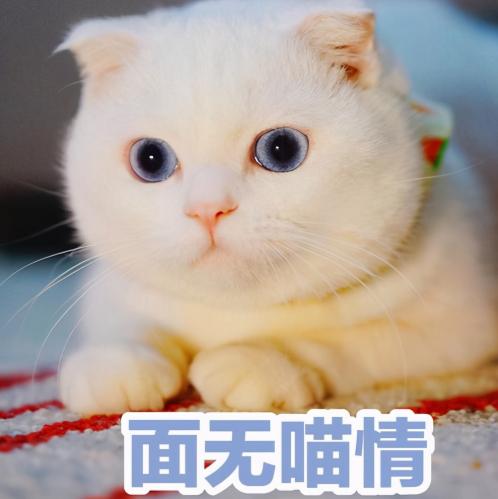 猫叫什么名字好听，猫咪起啥名字好听小白猫