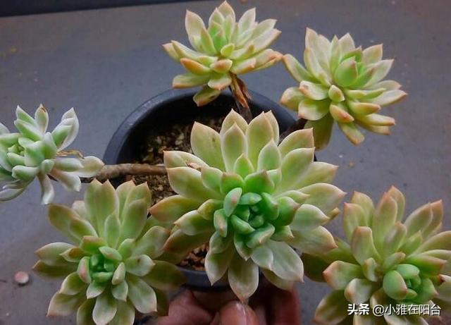 买回来的小多肉怎样从小养到爆盆，这4种多肉最好养活