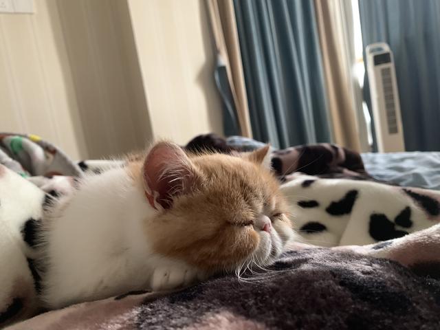 猫藓应该怎么治疗，猫藓为什么难根治