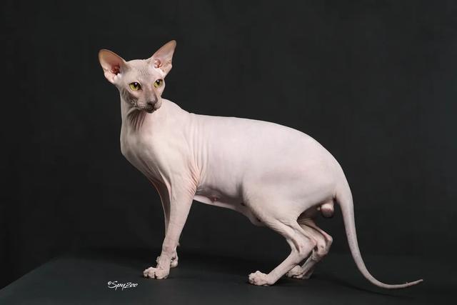 10种最聪明的卷毛猫，人气超高却买不起的猫