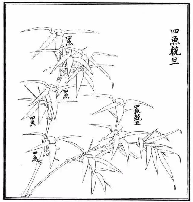  竹子漂亮简单画法，怎样画竹子最好看又简单