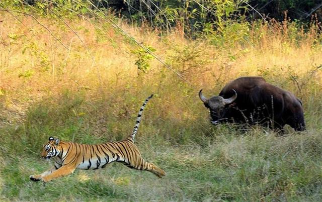 世界上有僵尸吗，野牛弄伤孟加拉虎