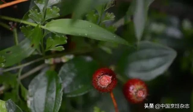 红心浆果介绍，蓬蘽越橘地菍