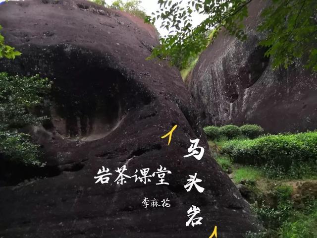马头岩肉桂是高档茶吗，武夷岩茶肉桂是好茶吗（马头岩肉桂为什么紧随牛栏坑肉桂之后）