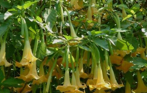 十种剧毒植物，15大剧毒野果盘点