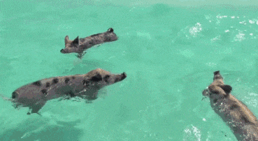 如何辨别土猪肉和普通猪肉，不会选猪肉教你5个小技巧