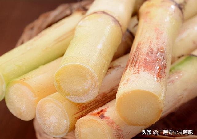 小伙带你看四种品种的甘蔗，黄皮甘蔗和黑皮甘蔗哪个长得高