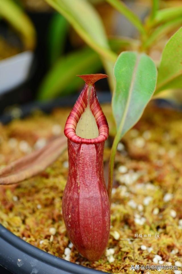 通向死亡的甜蜜诱惑，什么猪笼草是最好养（大量吸食它，可致人瘫痪、死亡）