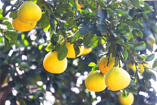 最好吃的柚子是葡萄柚吗，天微凉品柚香为何百年柚树结的梁平柚这般甜