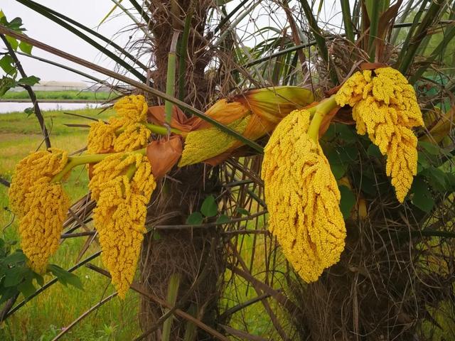 农村100种野菜图片，农村100种常见野菜（让你轻松认识各种野菜和吃法）