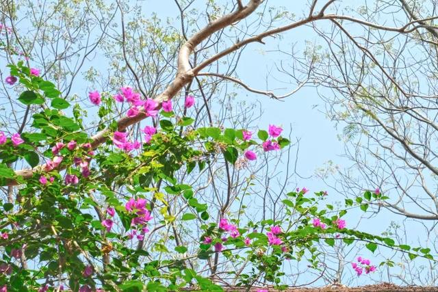 深圳世界之窗好玩吗，深圳世界之窗让你一天游遍全世界