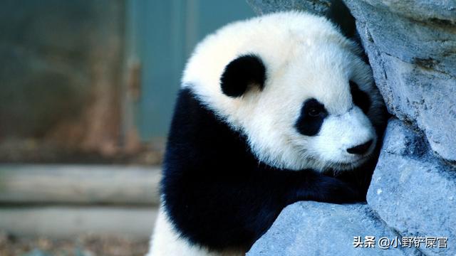 大熊猫为什么有黑眼圈，世界国宝为什么是熊猫（大熊猫为什么会有黑眼圈）