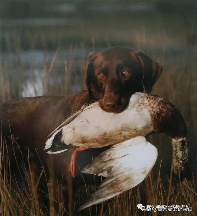 拉布拉多寻回犬，拉布拉多寻回犬（为什么叫拉布拉多为寻回犬呢）