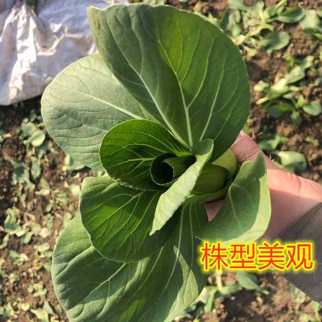 绿色青菜的种植技术，这个青菜品种长得又快又好