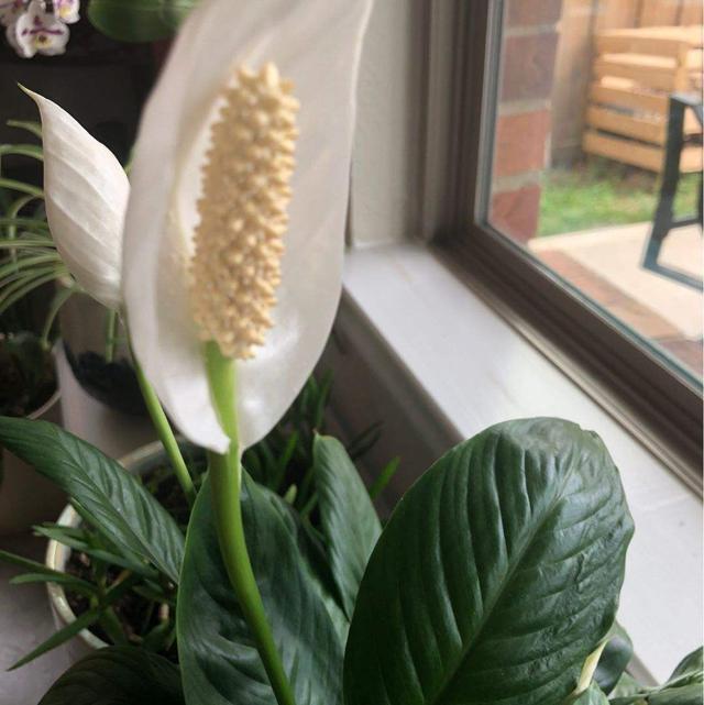 客厅适合养的喜阴花，选耐阴花看看这5样