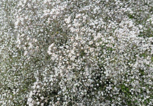 满天星的养殖方法，满天星养护方法大全（满天星的六种养护方法）