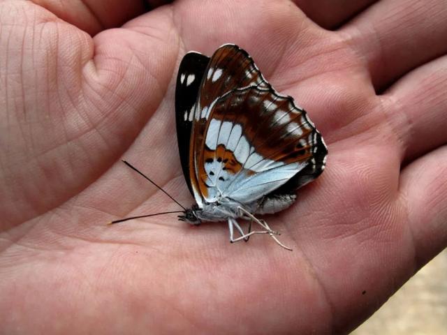 最常见的蝴蝶有哪几种，夏日赏蝶正当时