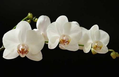 蝴蝶兰怎么浇水，蝴蝶兰浇水正确方法（不会“浇水”怎么行）