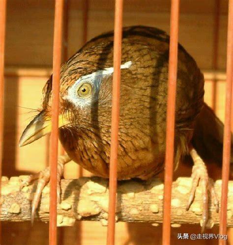 怎样训练画眉鸟斗鸟，画眉斗鸟的训练方法